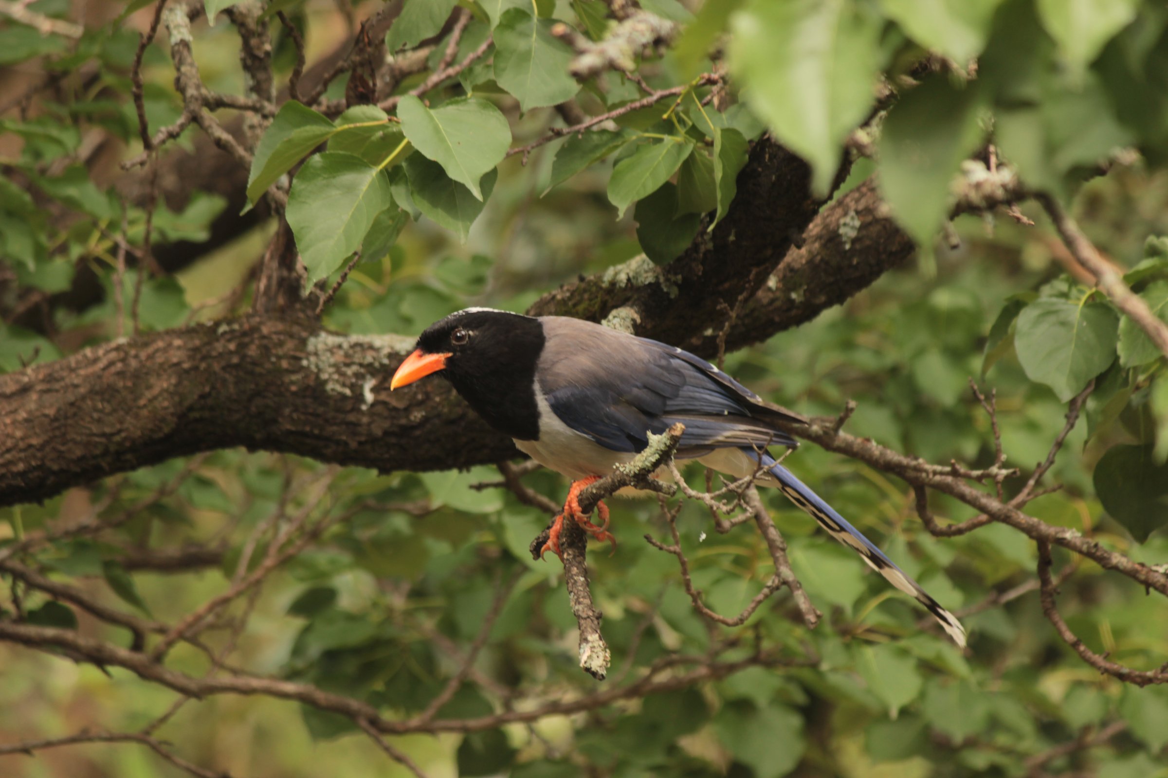 Yellow-billed Blue Magpie perched on a branch